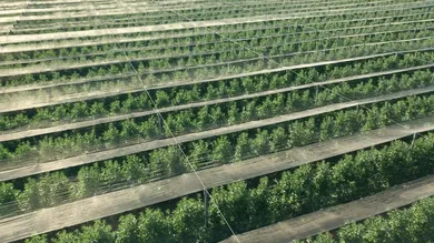 Smart Garden Shading: How to Use Shade Cloth for Healthier Plants